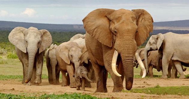 african elephant