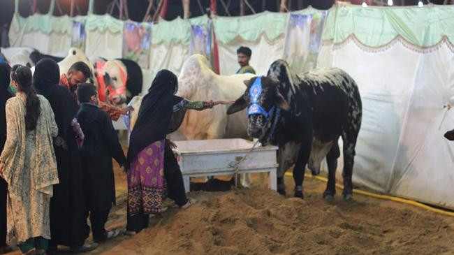 all woman cattle market