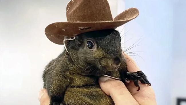 an orphaned squirrel