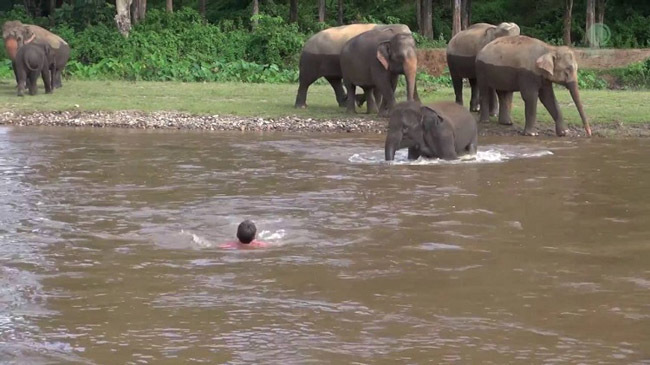 baby elephant save a man