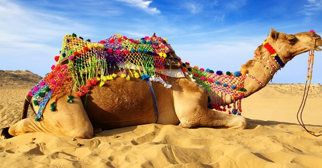 beautiful Camel saudi