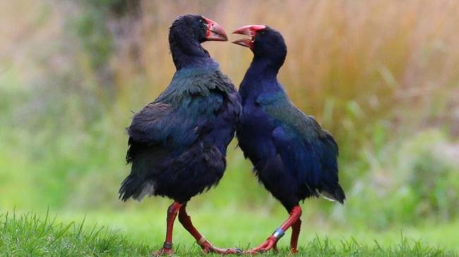 bird takahe kids