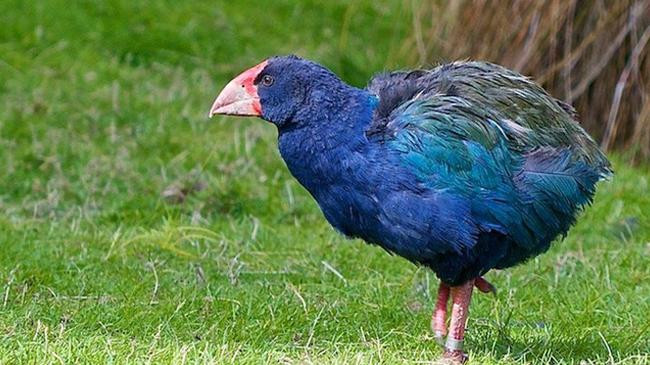 bird takahe