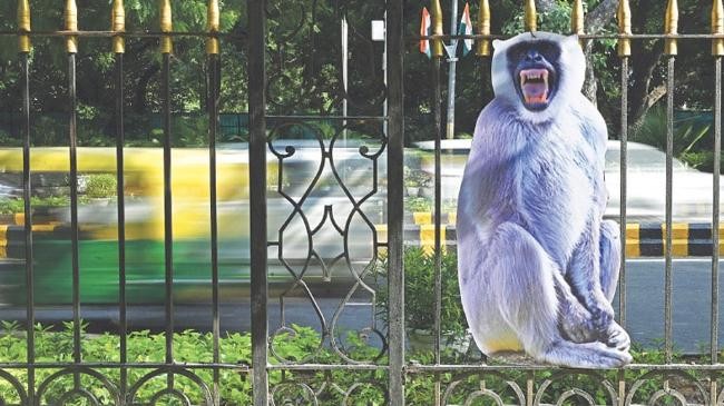 dehli langur