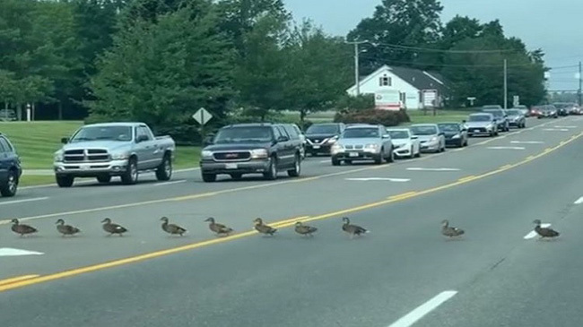 duck cross five line road