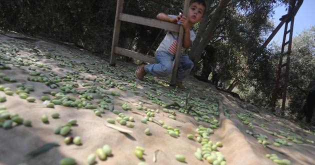 gaza olive9