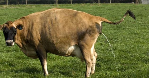 indian cow toilet