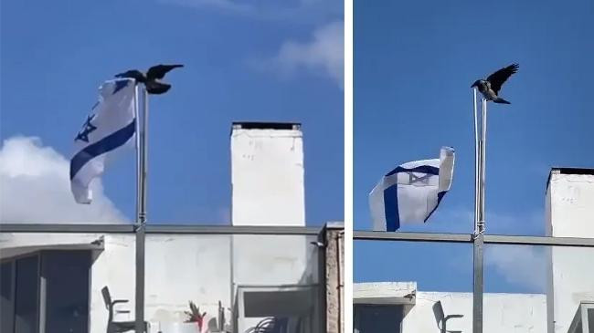 israel flag crow