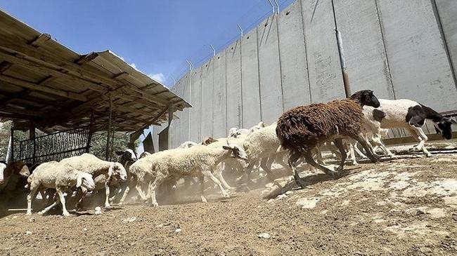 israels ban on entry of sacrificial animals