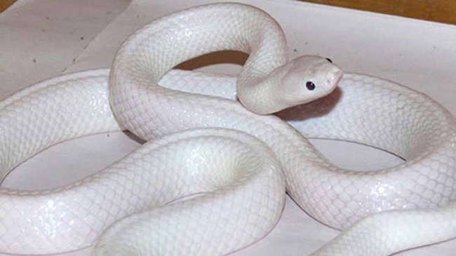 kalach snake