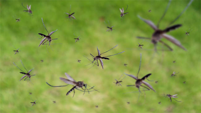 mosquito borne disease