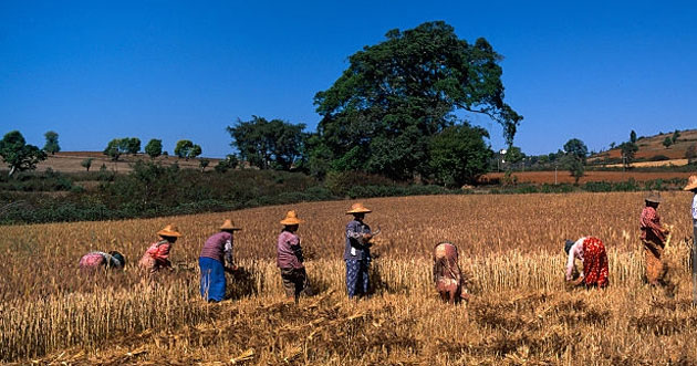 myanmar agriculture