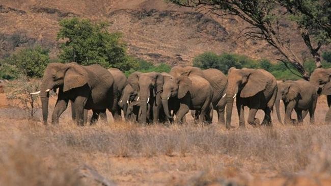 namibia elephants