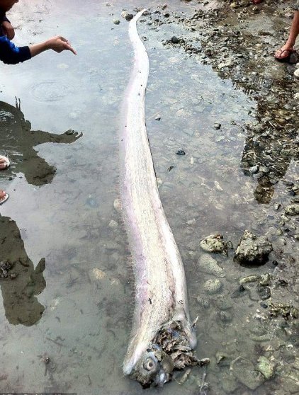 oarfish