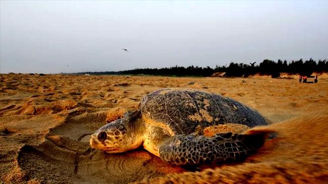 over 400 dead sea turtles wash up on chennai coast