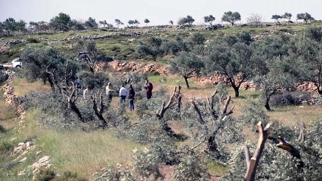 palestinian farmers inspect the damage done to their olive trees