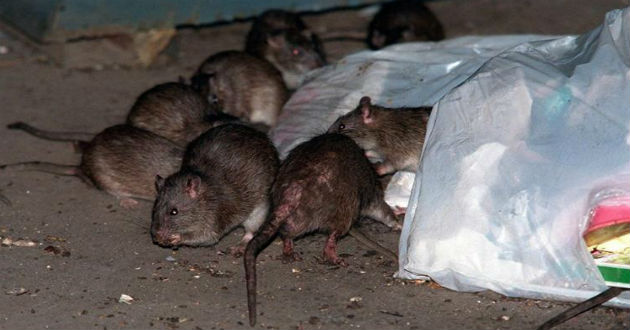 rats in newyork