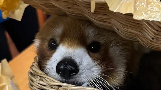 red panda found in luggage at bangkok airport