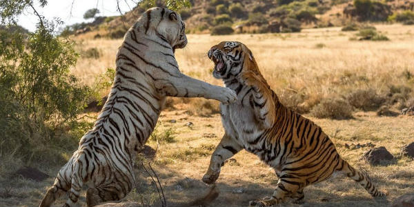 royal bengal tiger went out from zoo