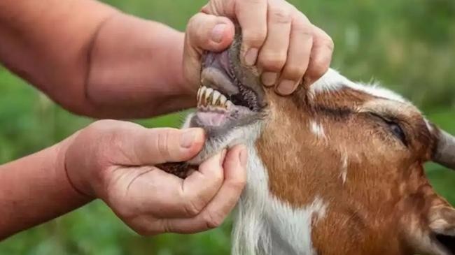 teeth chacking of goat