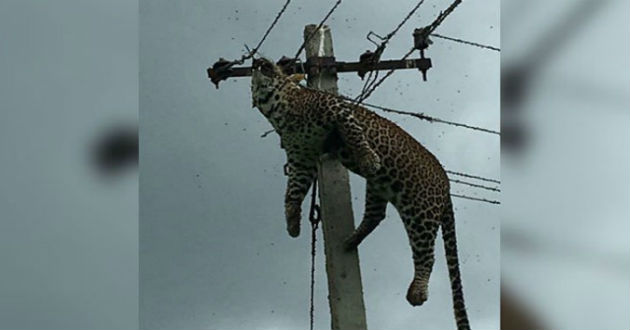 tiger died in electric pole