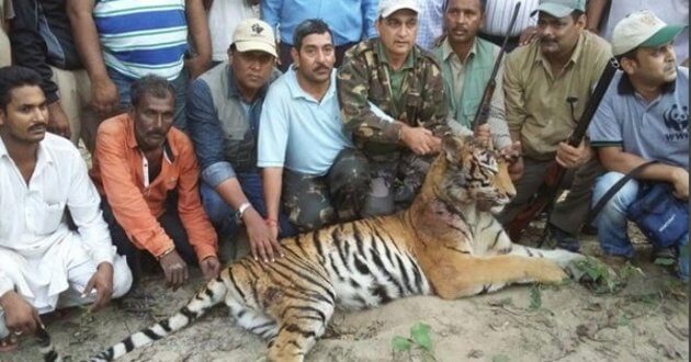 tiger has been killed by drone