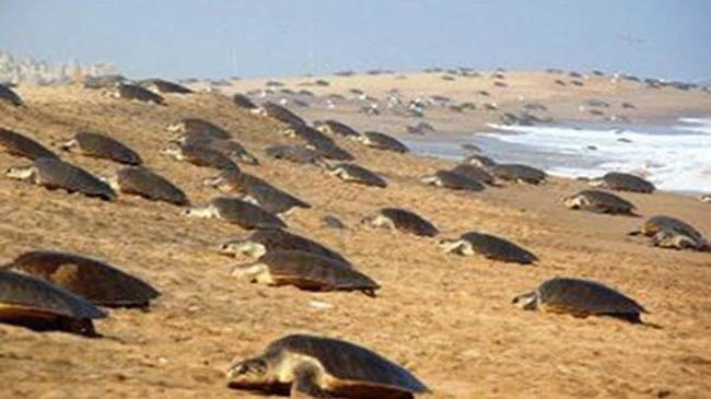 tortoise in odisha