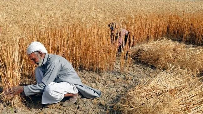 wheat pakistan