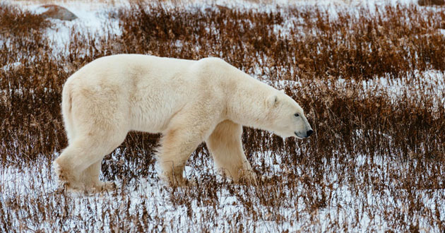 white bear