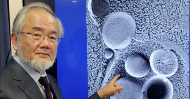 yoshinori ohsumi