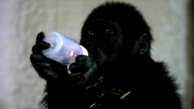 young gorilla rescued from aircraft